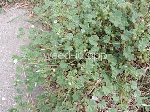 mallow, common
